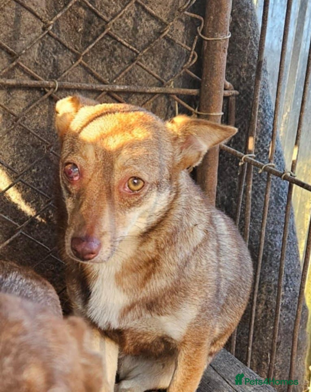 Mixed Breed dogs for adoption: FOXY - a Lovely, shy girl, for a very Loving Home - Advert 6
