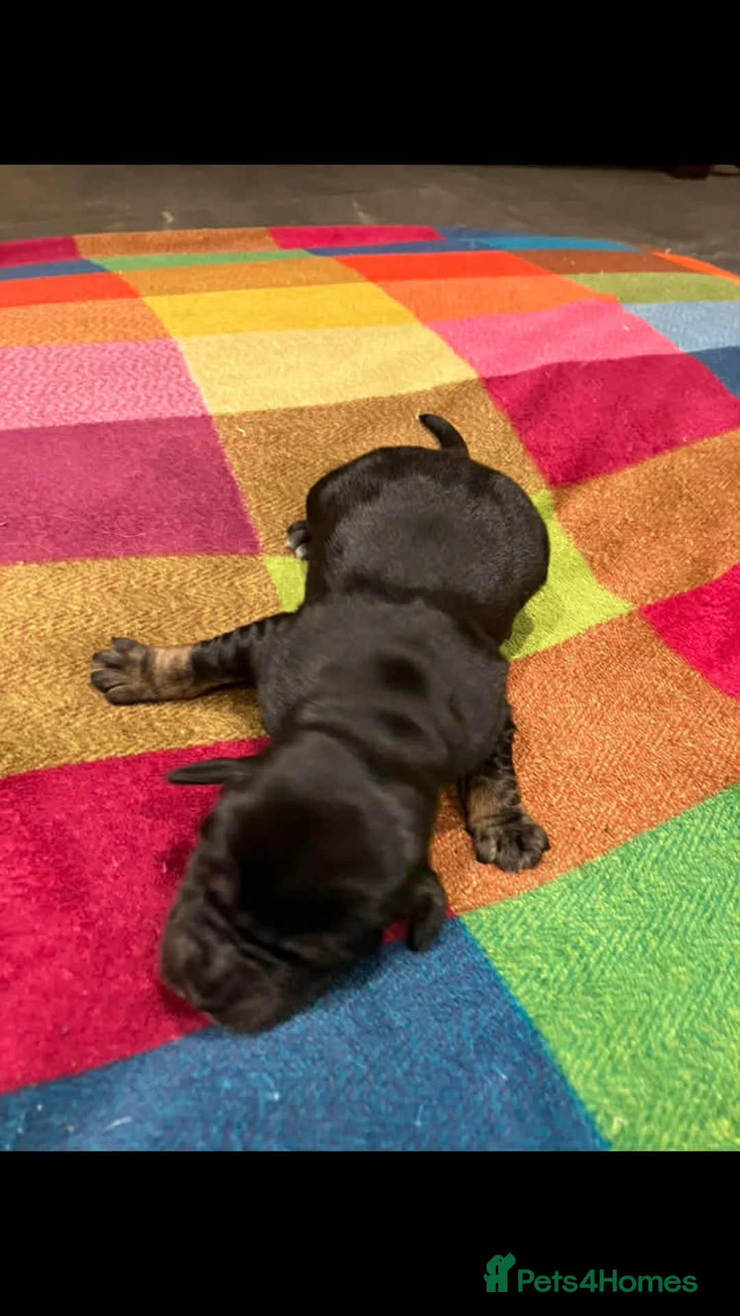 Mixed Breed dogs for sale: Goldendoodle Puppies 6 girls 3 boys - Advert 10