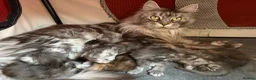 Maine Coon cats for sale: Beautiful Maine Coon babies  - Advert 12