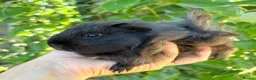 Guinea Pig rodents for sale: LOTS of Stunning Baby Girl Guinea Pigs 💗 - Advert 5
