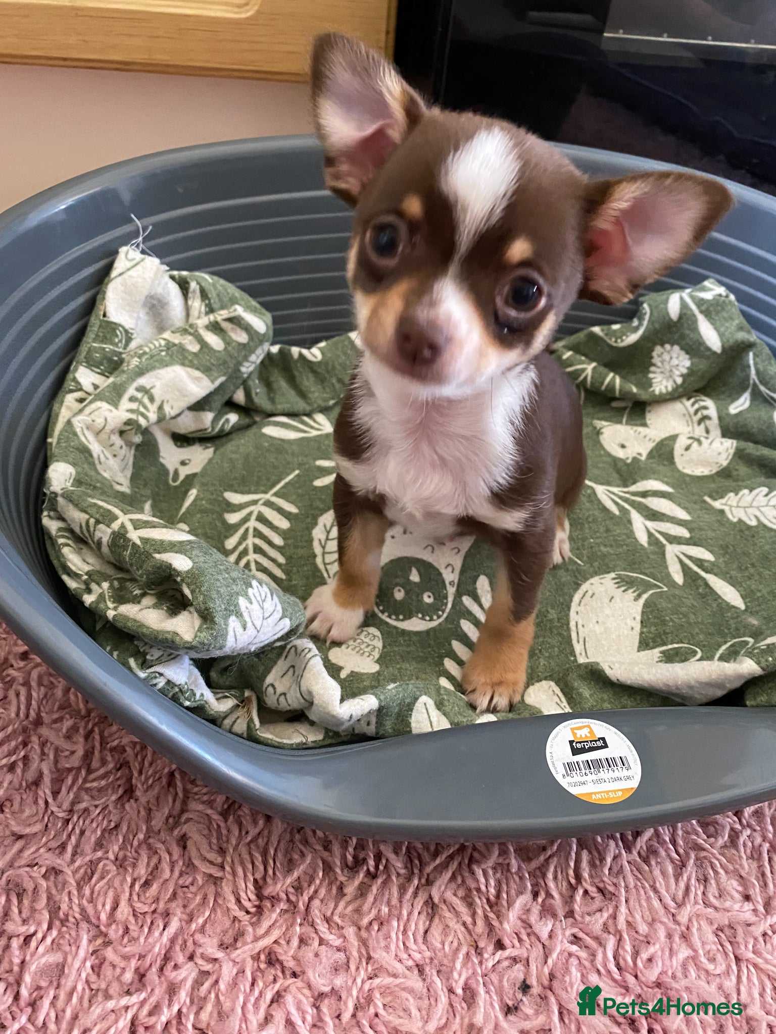 Chihuahua dogs for sale: chihuahua puppies for sale  - Advert 6