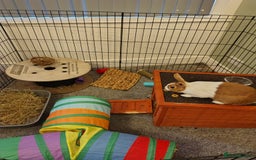 Dutch rabbits for sale: Dutch rabbit for sale - Image 2