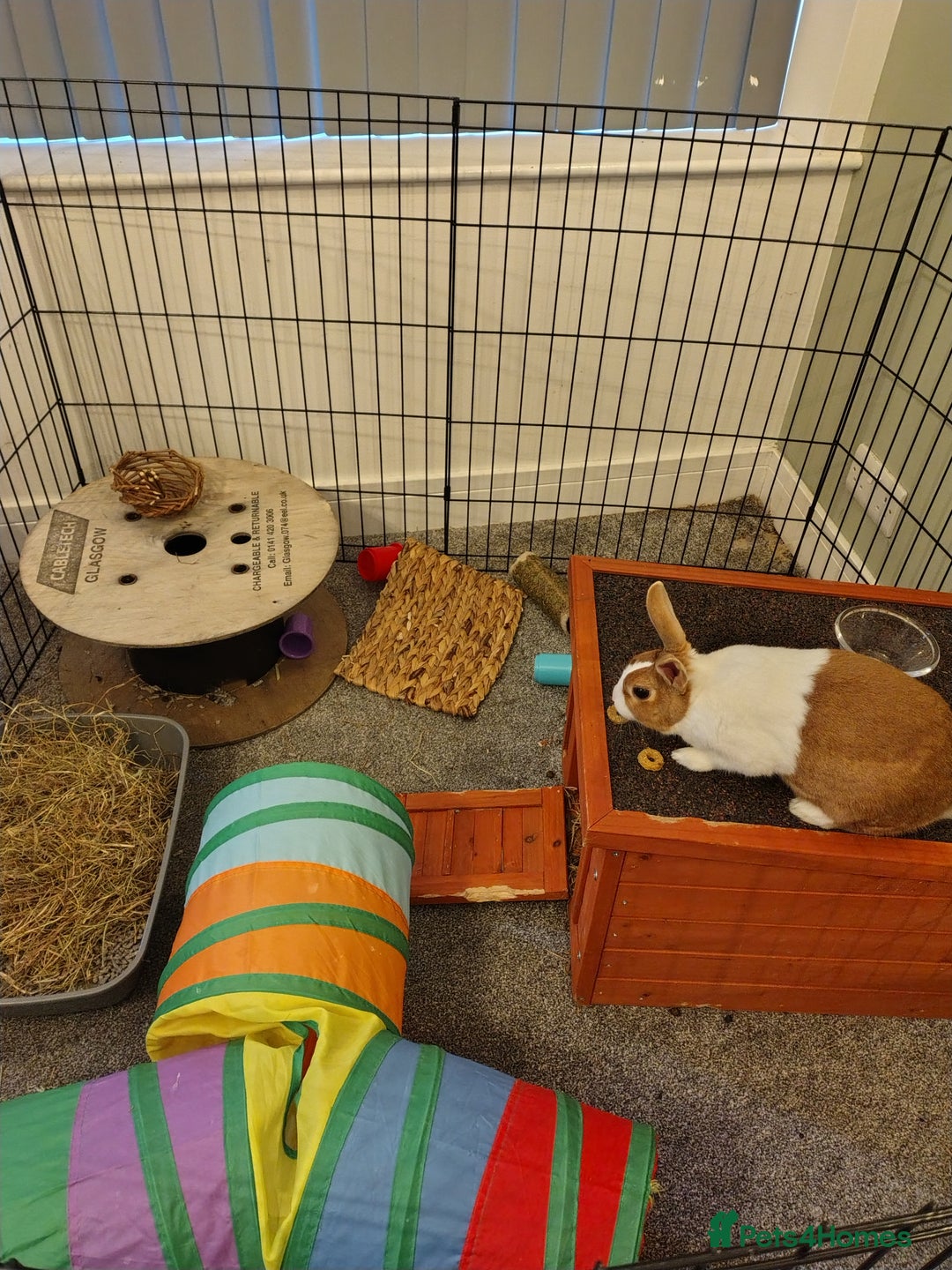 Dutch rabbits for sale: Dutch rabbit for sale - Image 2