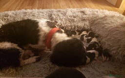 Mixed Breed dogs for sale: Shishon cross japanese chin  - Image 14