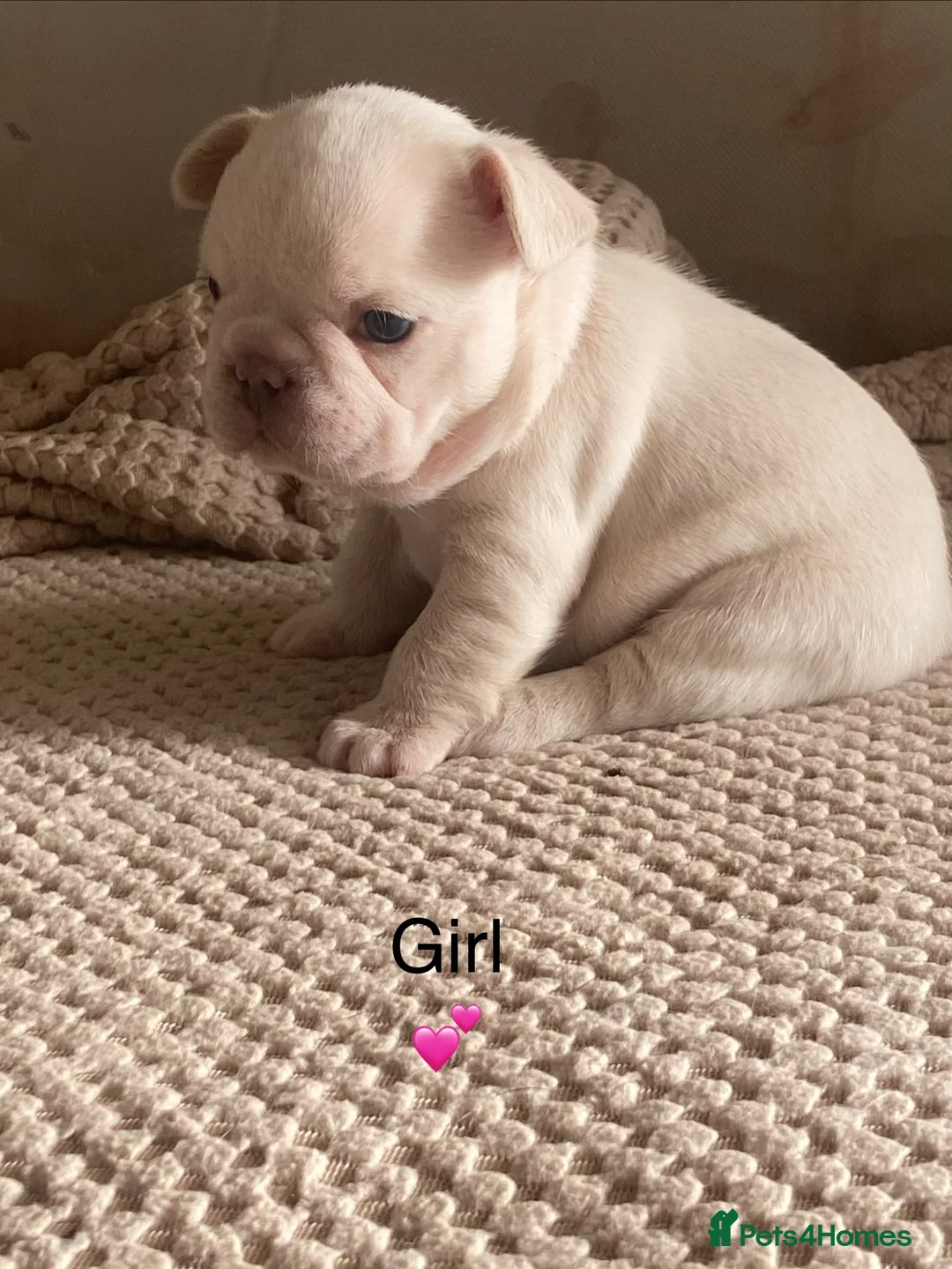 French Bulldog dogs for sale: French bulldog puppies - Advert 2