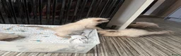 Ragdoll cats for sale: Beautiful pedigree ragdoll kittens  - Advert 15