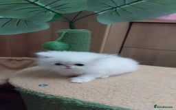 Persian cats for sale: Snow persian kitten  boy - Image 20