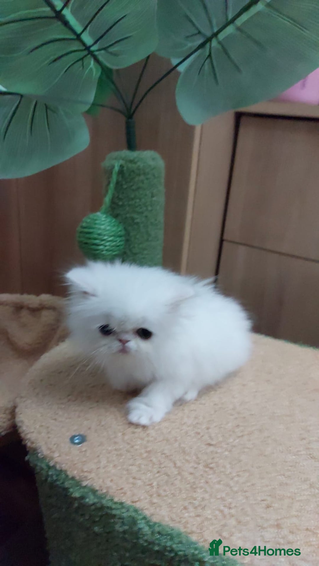 Persian cats for sale: Snow persian kitten  boy - Image 20