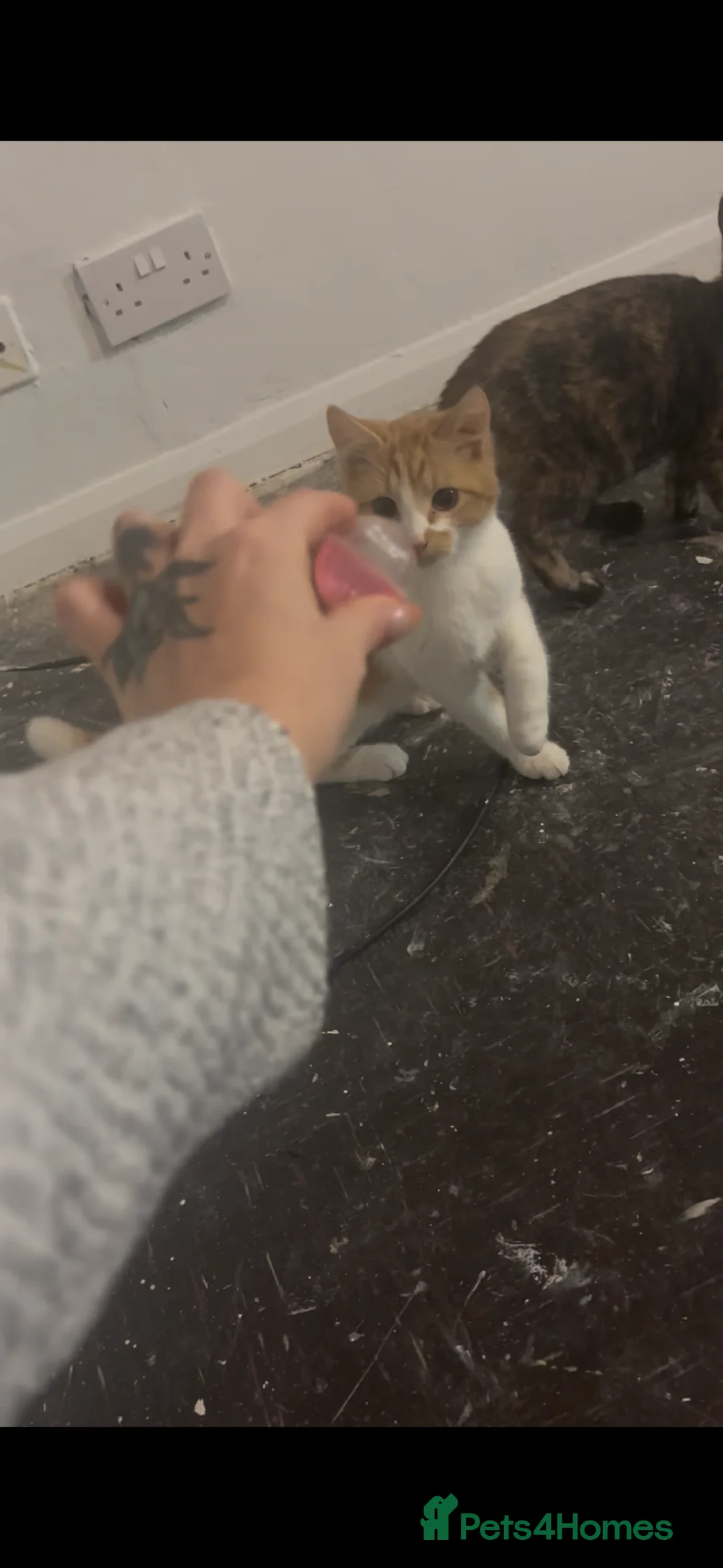 Mixed Breed cats for sale: Free  - Advert 2