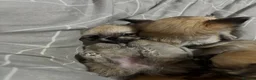 Pomchi dogs for sale: Pomchi Puppies - Advert 24