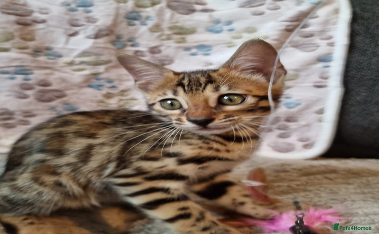 Bengal cats in Sutton - Advert 8