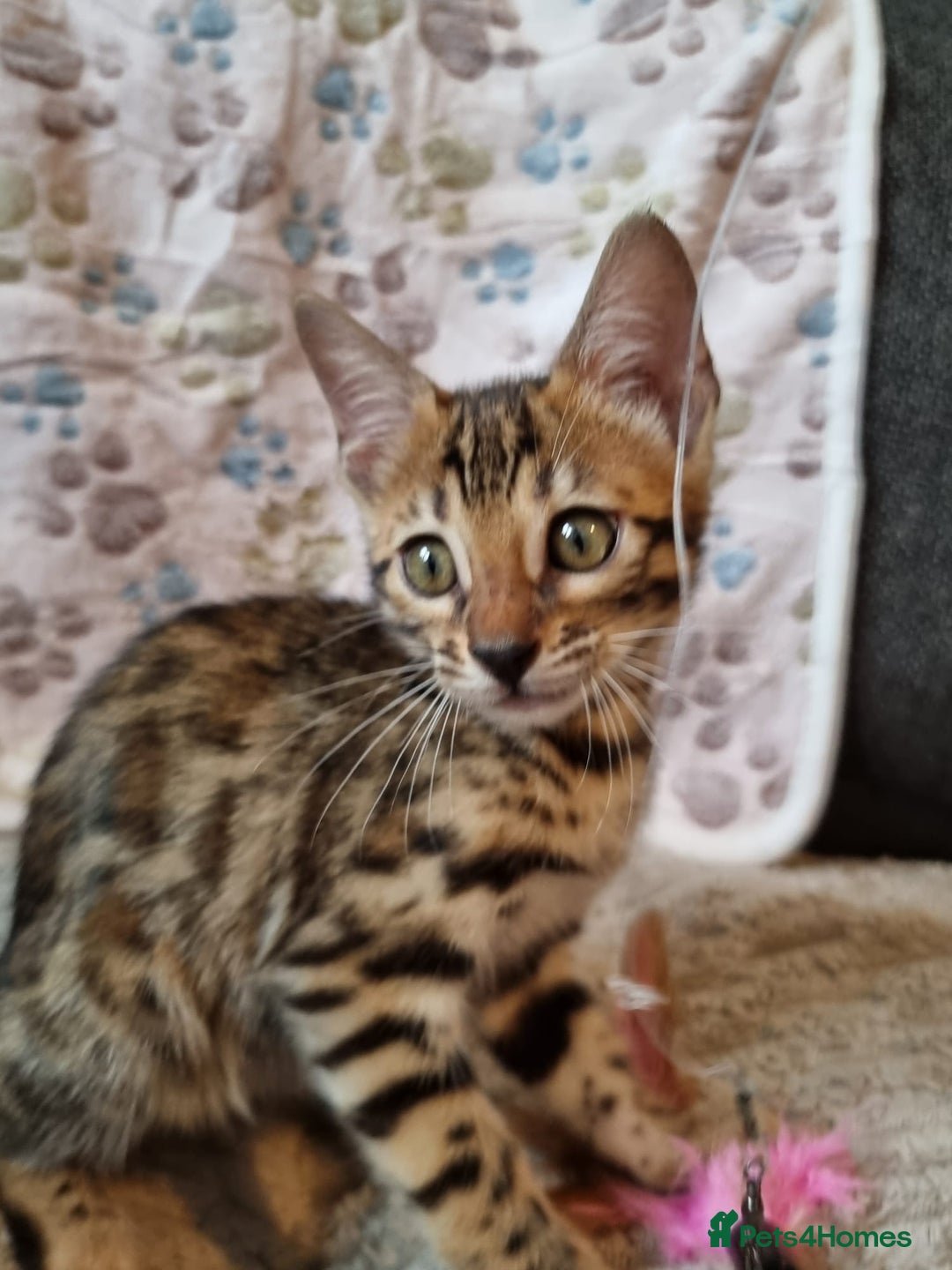 Bengal cats for sale: 🥰✨️2🐆Intelligent Beautiful FullBengal Kittens✨️ in Sutton - Image 1