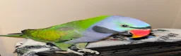 Parakeets birds for sale: Derbyan parakeet - Advert 6