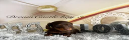 Miniature Dachshund dogs for sale: Adorable miniature datchund Kc reg boys available  - Advert 13