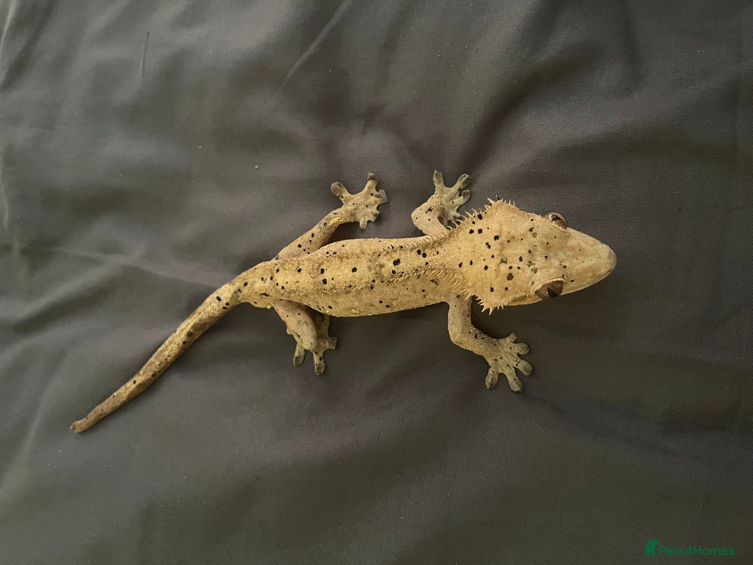 Gecko reptiles for sale: Super Dalmatian Crested Gecko For Sale - Image 7