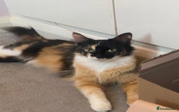 Mixed Breed cats for sale: Playful kittens for sale  - Image 2