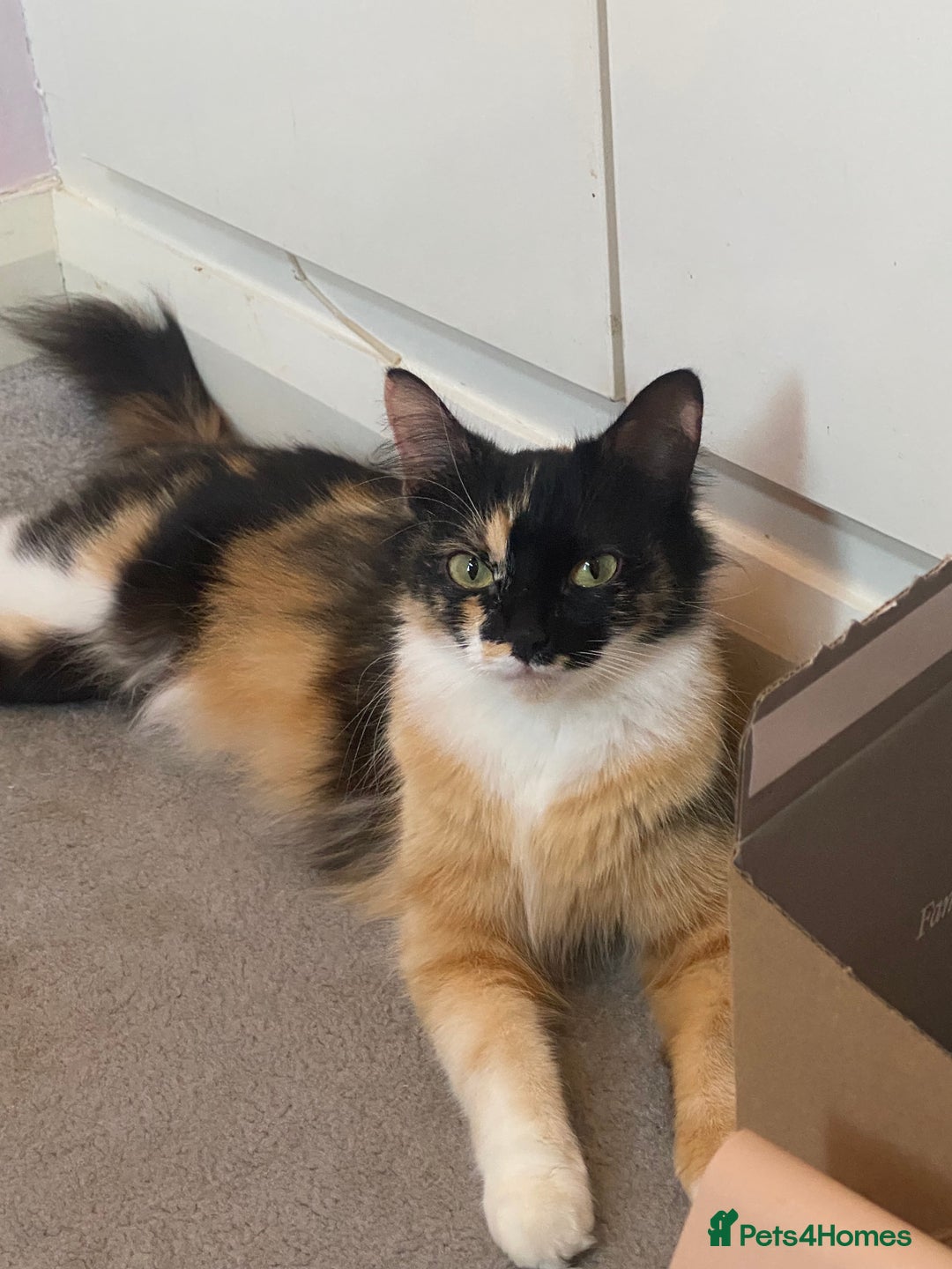 Mixed Breed cats for sale: Playful kittens for sale  - Image 2