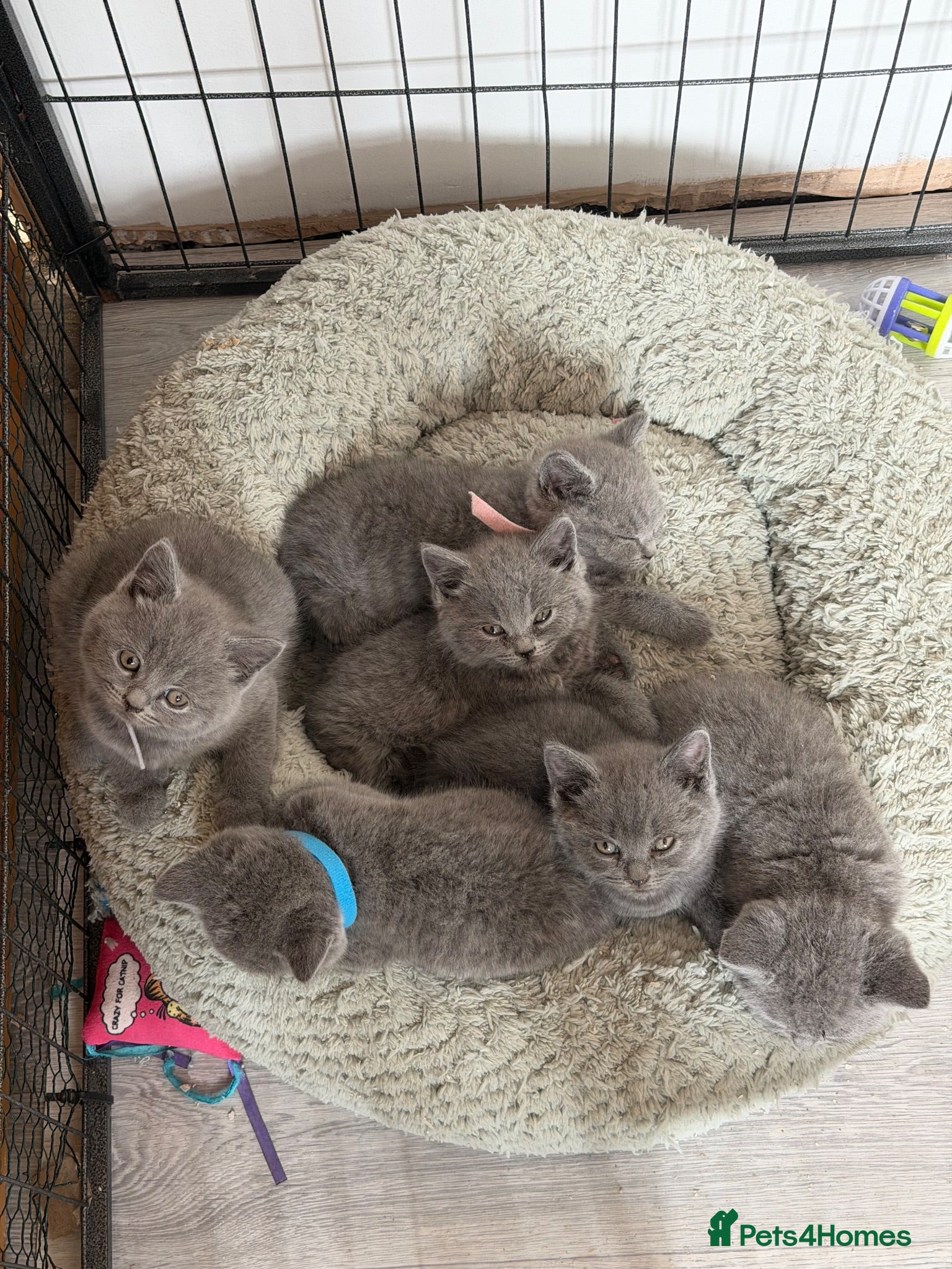 British Shorthair cats British shorthair (blue)  - Advert 1
