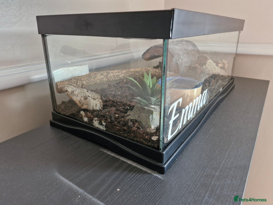 Spiders invertebrates for sale: Mexican fire leg - Advert 4