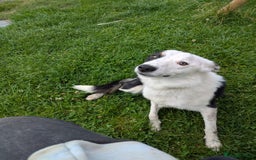 Border Collie dogs for sale: 17 month Border Collie  - Image 4
