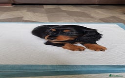 Miniature Dachshund dogs for sale: Miniature longhaired Dashchounds  - Image 11
