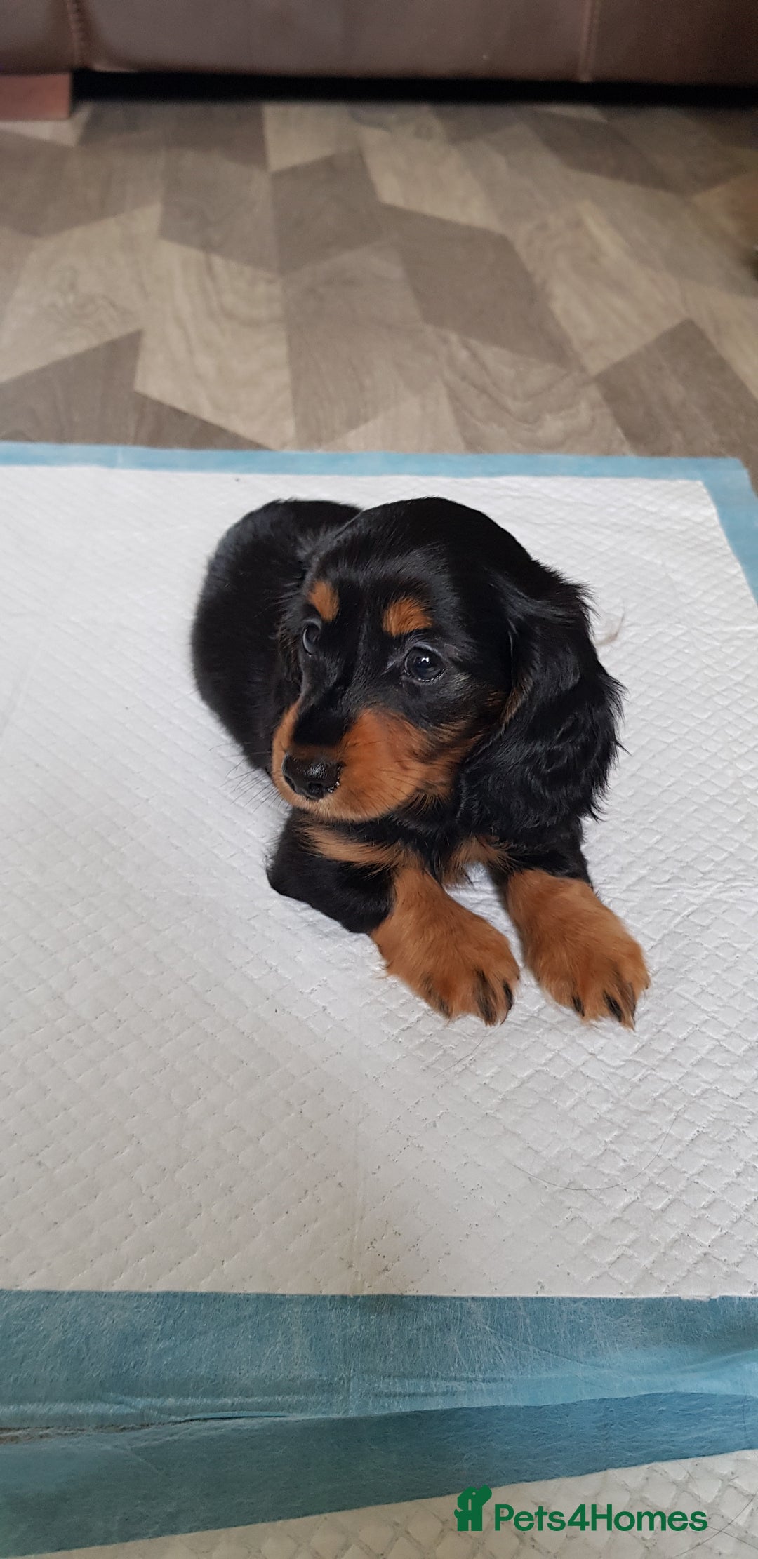 Miniature Dachshund dogs for sale: Miniature longhaired Dashchounds  - Image 11