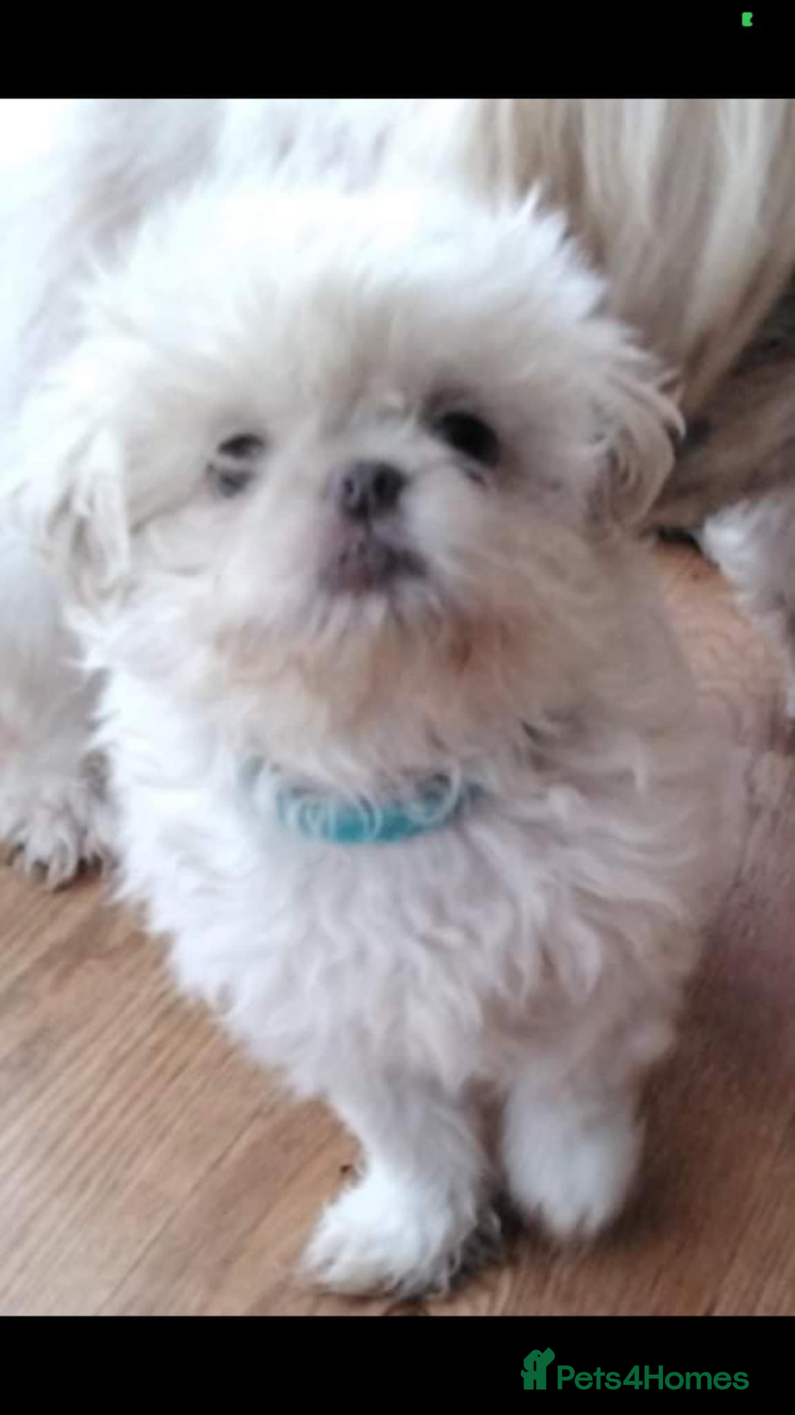 Shih Tzu dogs Beautiful pedigree imperial Shih zhus - Advert 2