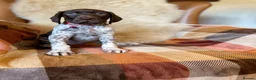 German Shorthaired Pointer dogs for sale: Kc female GSP - Advert 4