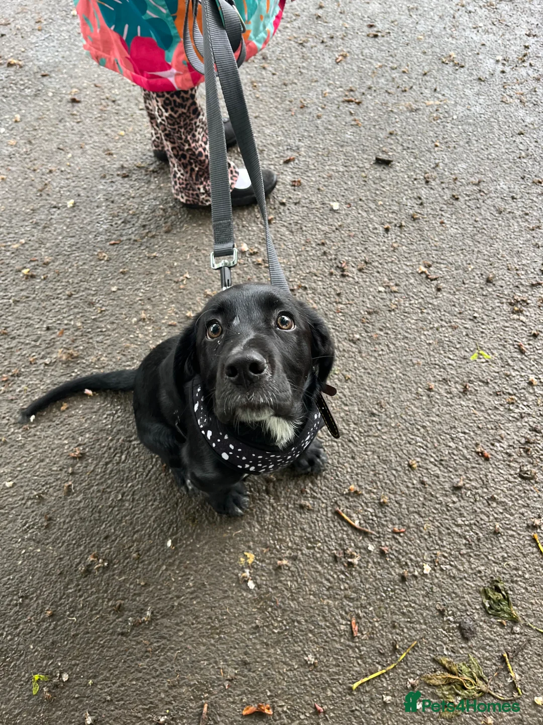 Sprollie dogs for sale: 12 week old male spaniel x collie  in Wakefield - Advert 2