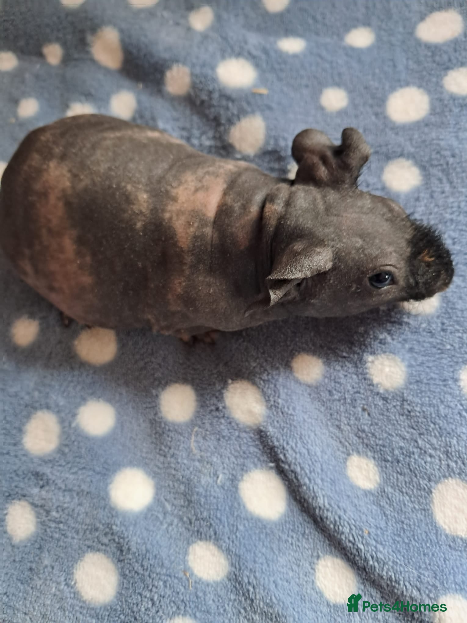 Guinea Pig rodents BEAUTIFUL SKINNY PIGS - Advert 3