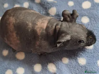 Guinea Pig rodents BEAUTIFUL SKINNY PIGS - Advert 3