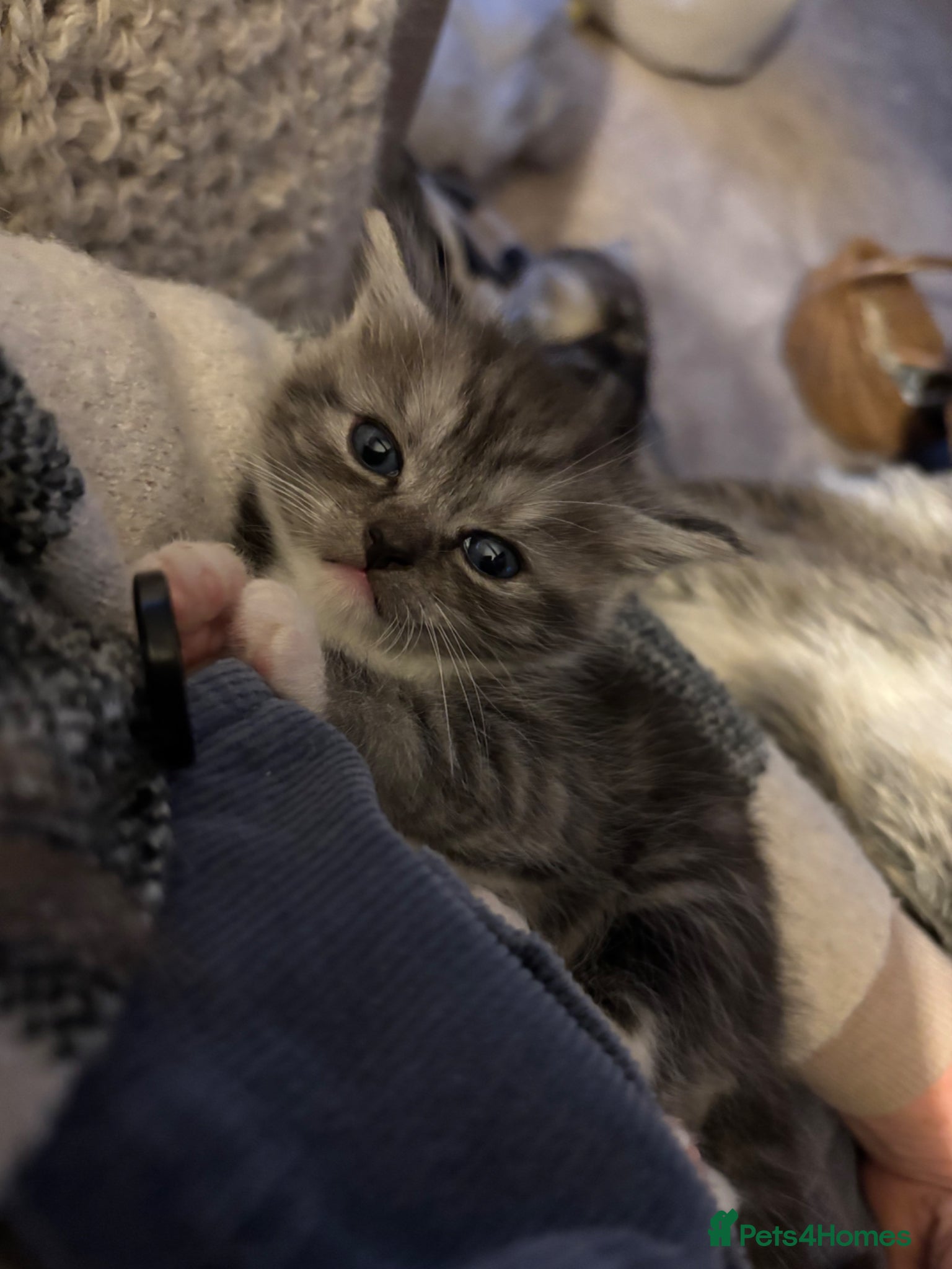 Kitten 2