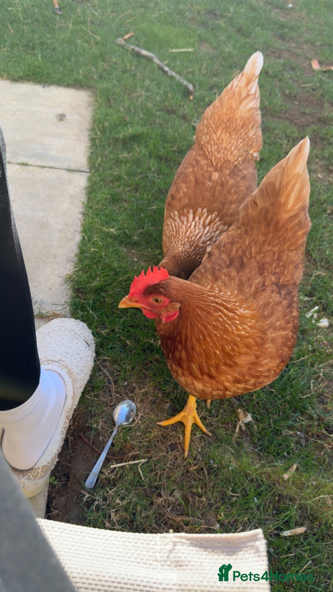 Chickens poultry Laying hens  - Advert 12