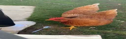 Chickens poultry for sale: Laying hens  in Cambridge - Advert 1
