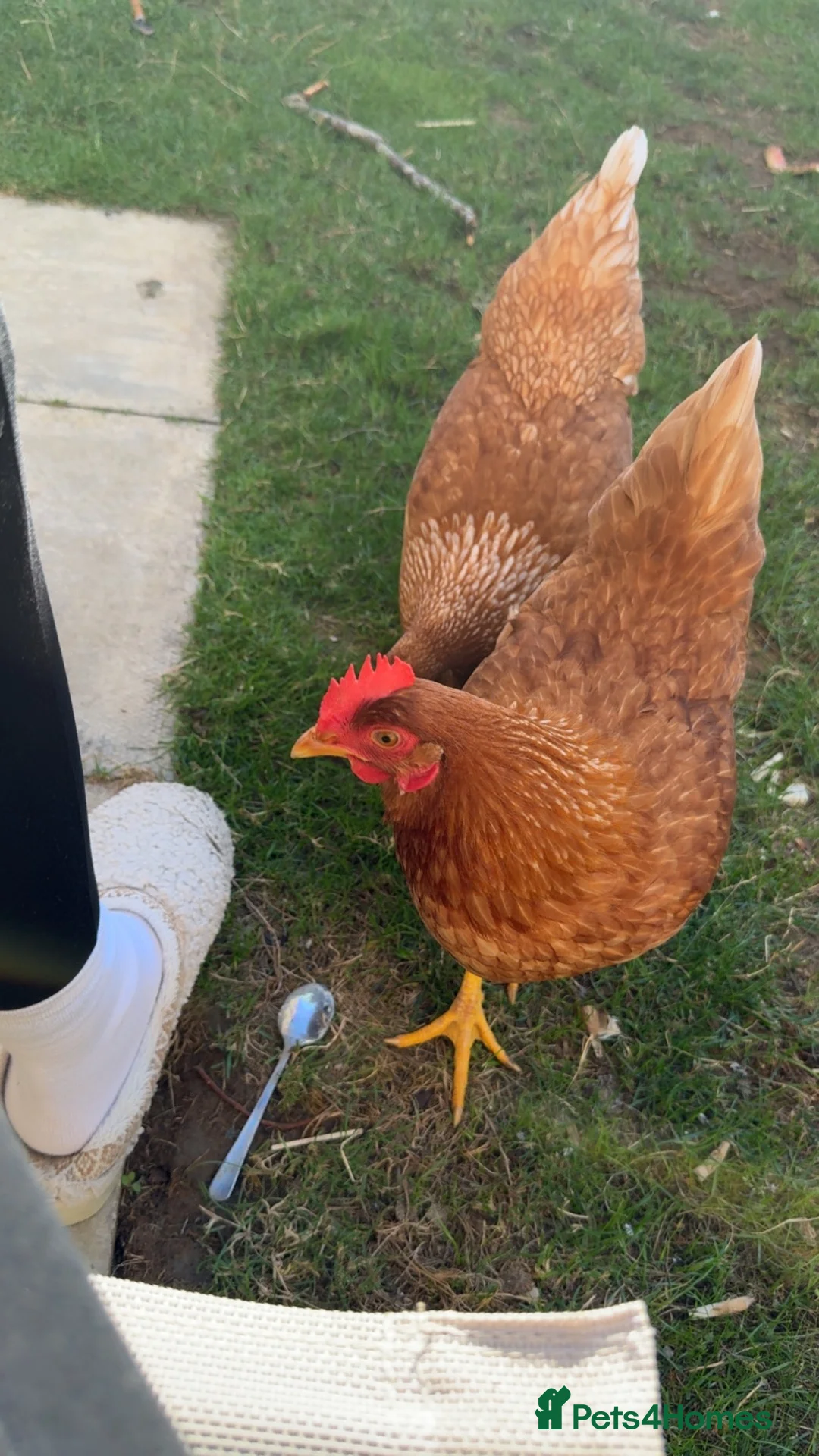 Chickens poultry for sale: Laying hens  in Cambridge - Advert 1
