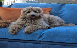 Goldendoodle dogs for stud: STUD * Miniature Golden Doodle STUD* - Image 1