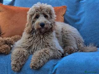 Goldendoodle dogs - Advert 1