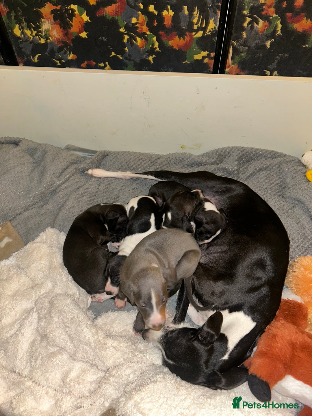 Italian Greyhound dogs for sale: Blue Italian greyhound - Advert 8