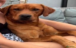 Labrador Retriever dogs for sale: Beautiful Golden and Black Labrador Puppies - Image 11