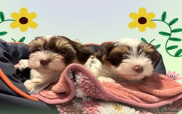 Biewer Terrier dogs for sale: Biewer and biro Yorkshire terrier puppies (reg)  - Image 3
