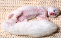 Siberian cats for sale: 4 kittens for sale 💘💖 - Image 7