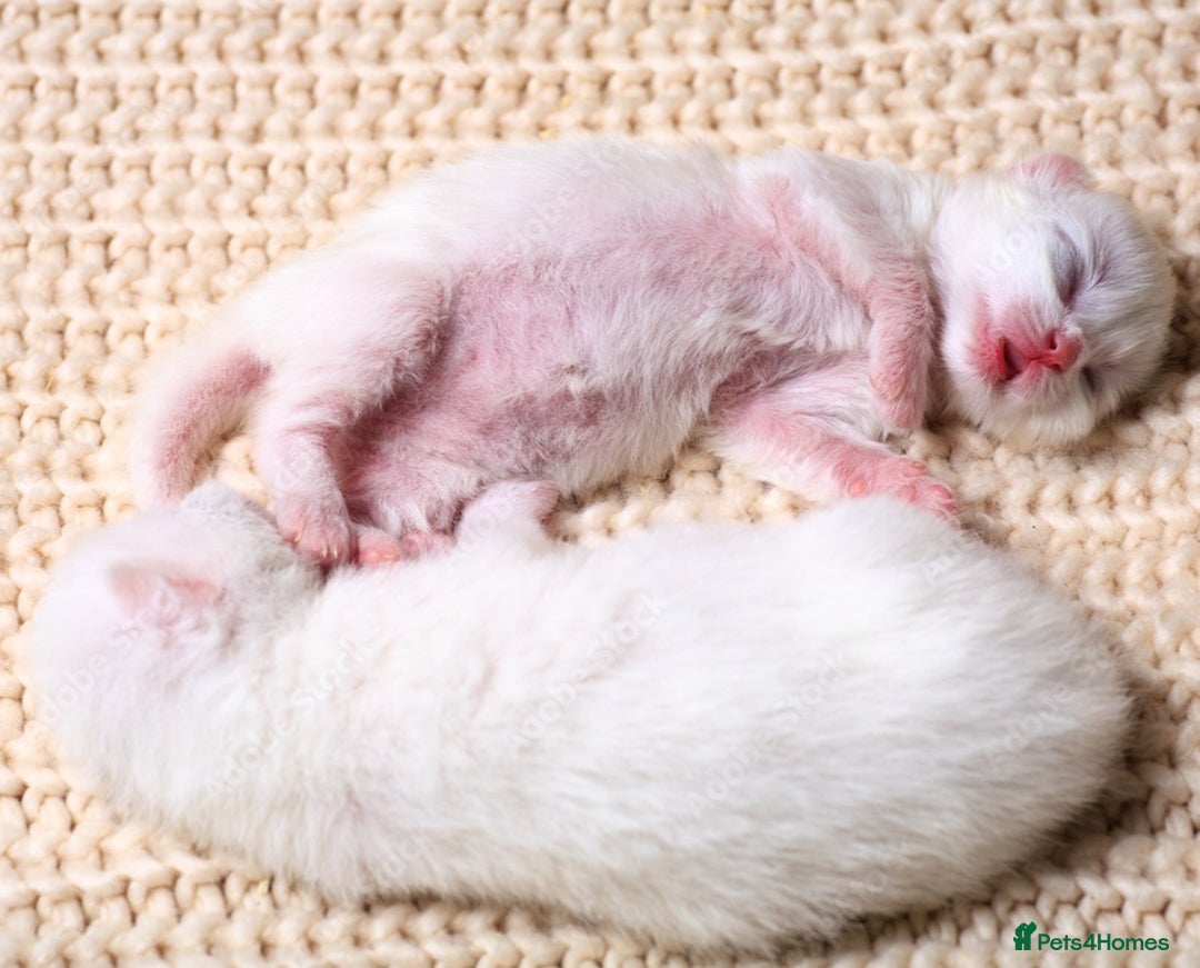 Siberian cats for sale: 4 kittens for sale 💘💖 - Image 7