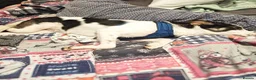 Mixed Breed dogs for adoption:  This is Jack — and Jack is a very good boy - Advert 4