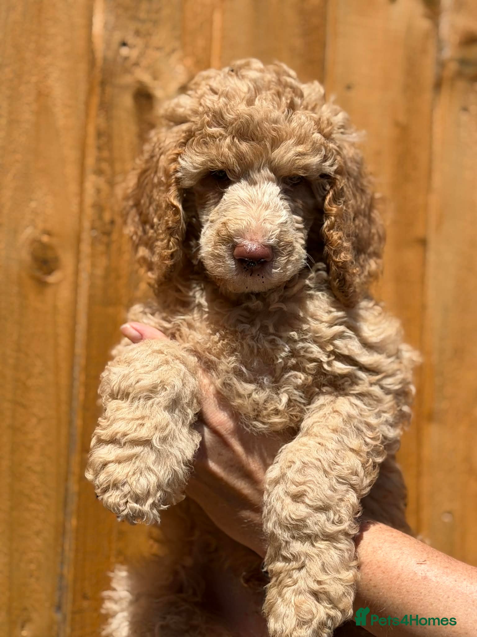 Standard Poodle dogs READY NOW! Standard poodle puppy's kc reg - Advert 16