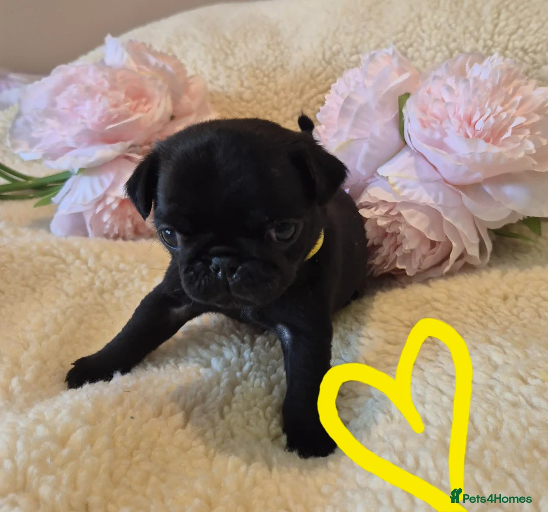 Pug dogs for sale: 6 Stunning Pug puppies, 5* Council License breeder - Advert 8