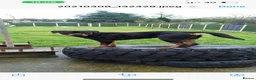 Rottweiler dogs for stud: Stud dog  - Advert 4