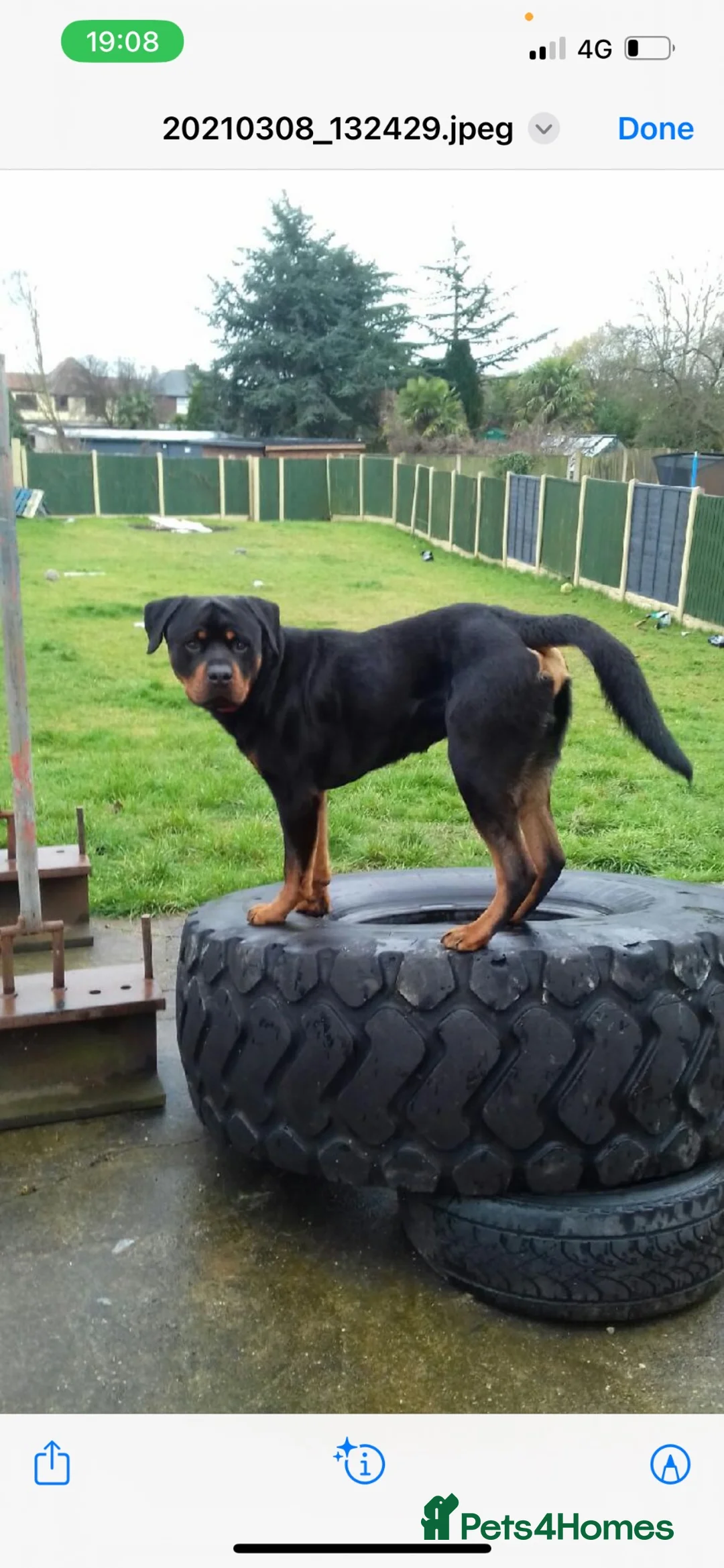 Rottweiler dogs for stud: Stud dog  - Advert 4