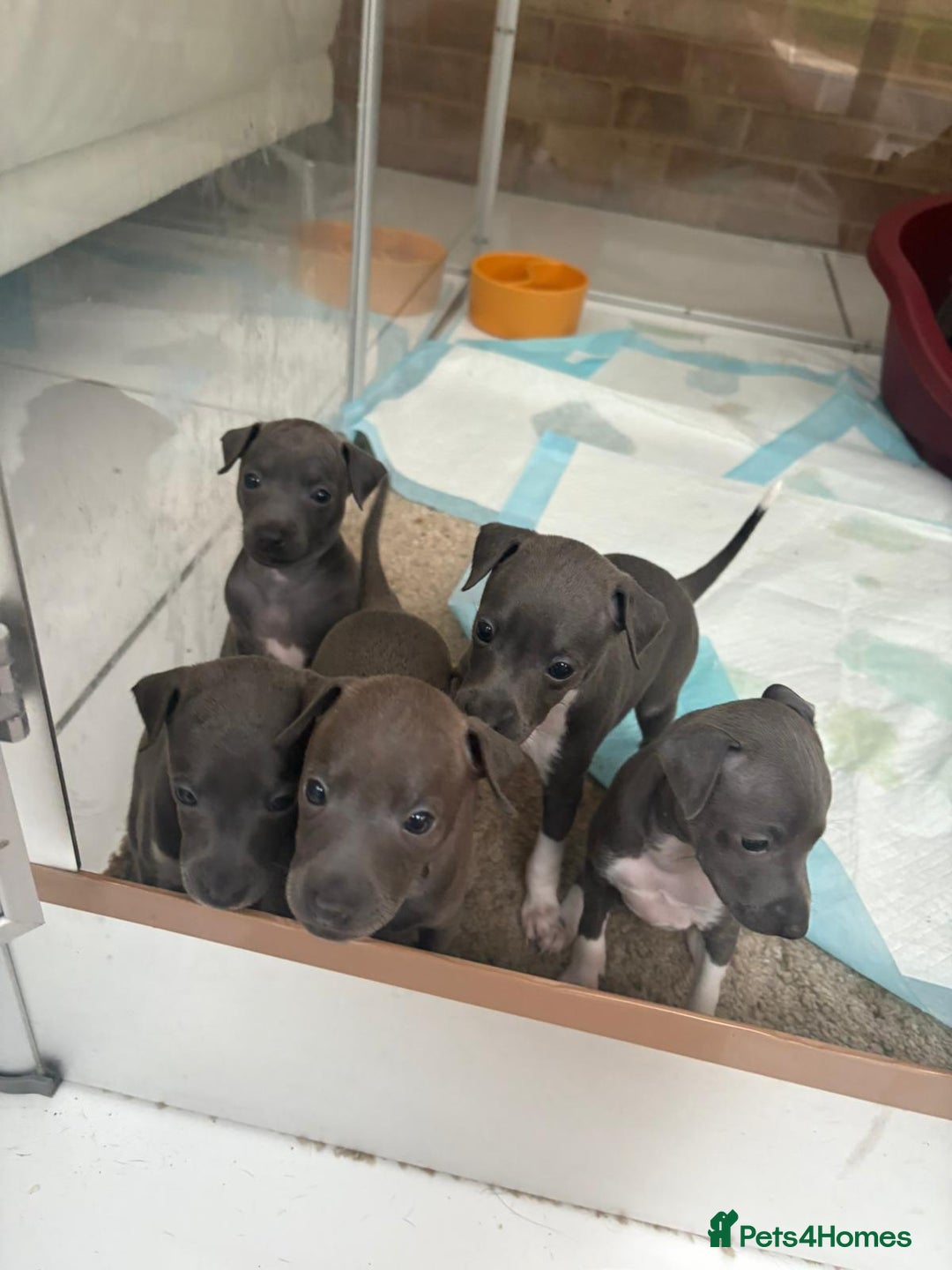 Italian Greyhound dogs for sale: Classic Italian greyhound babies  - Image 19