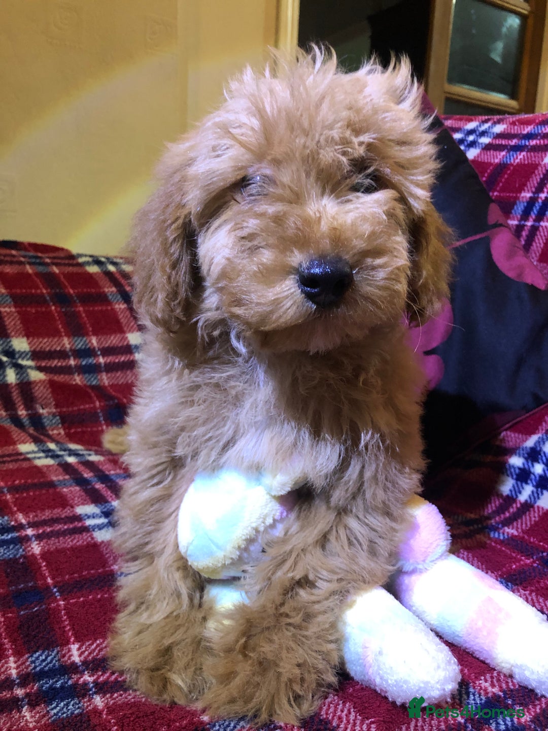 Cockapoo dogs for sale: Cockapoo puppies for sale  - Advert 29