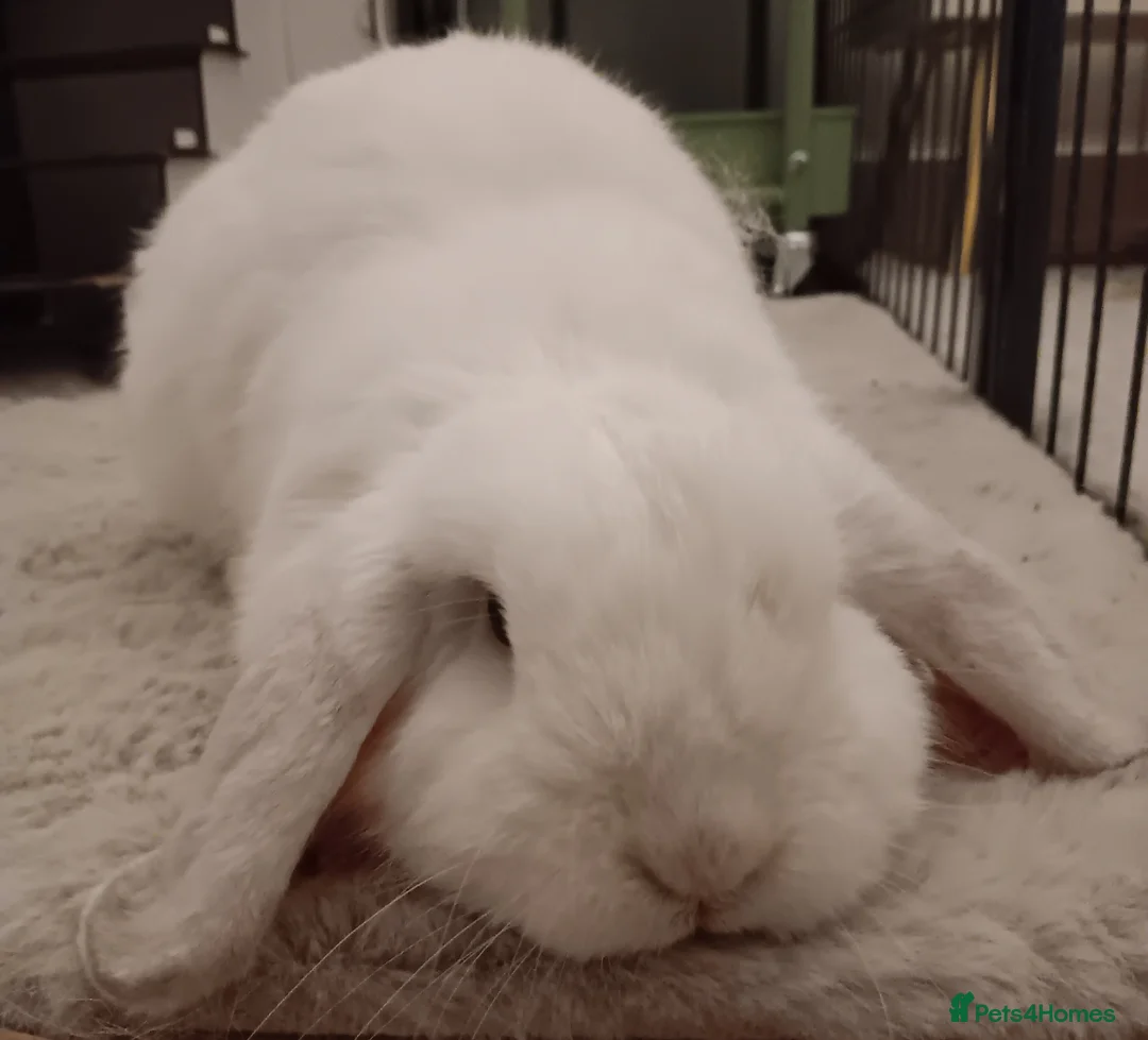 Mini Lop rabbits for sale: 2 year old female mini lop  in Woking - Advert 2